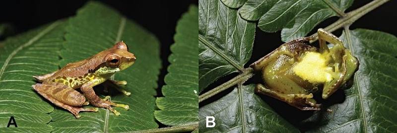 Gracixalus quangi