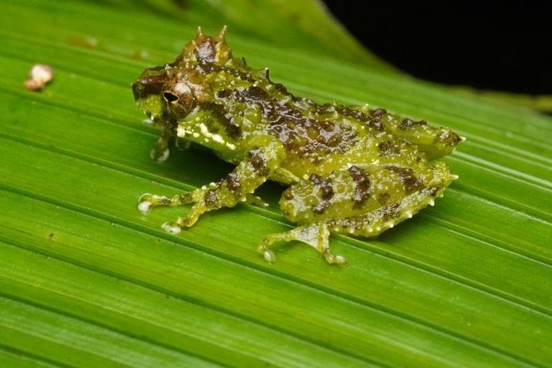 Tiny Bubble-nest Frog