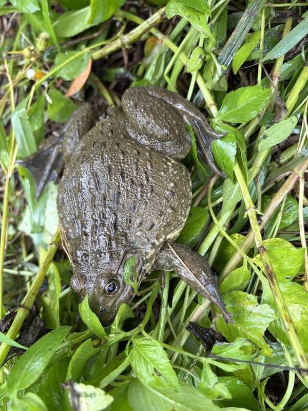 Taiwanese Frog