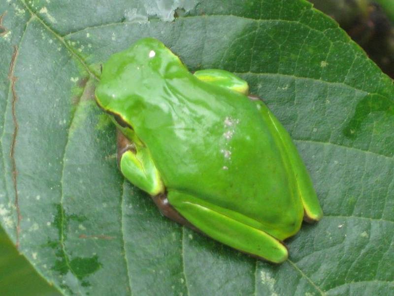 Hyla annectans
