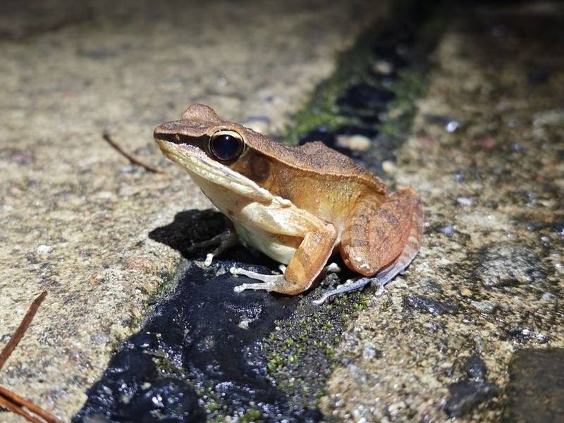 Papurana Attigua