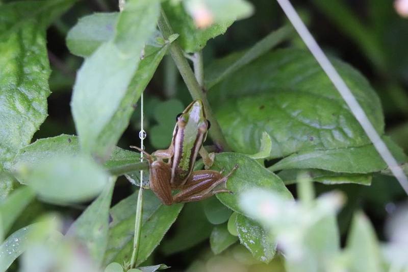 Green Paddy Frog