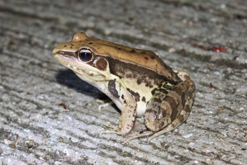 Sylvirana Guentheri
