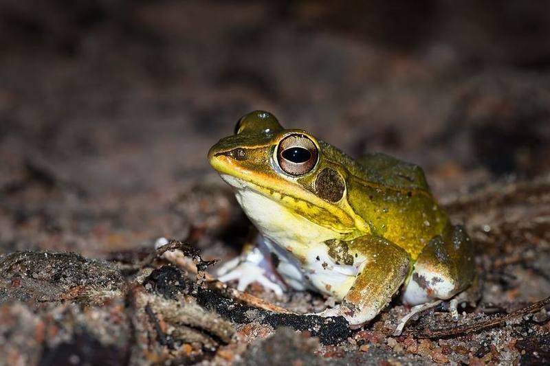 Humerana Lateralis