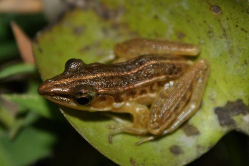 Guangdong Frog