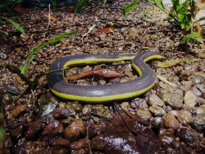 Ichthyophis nguyenorum