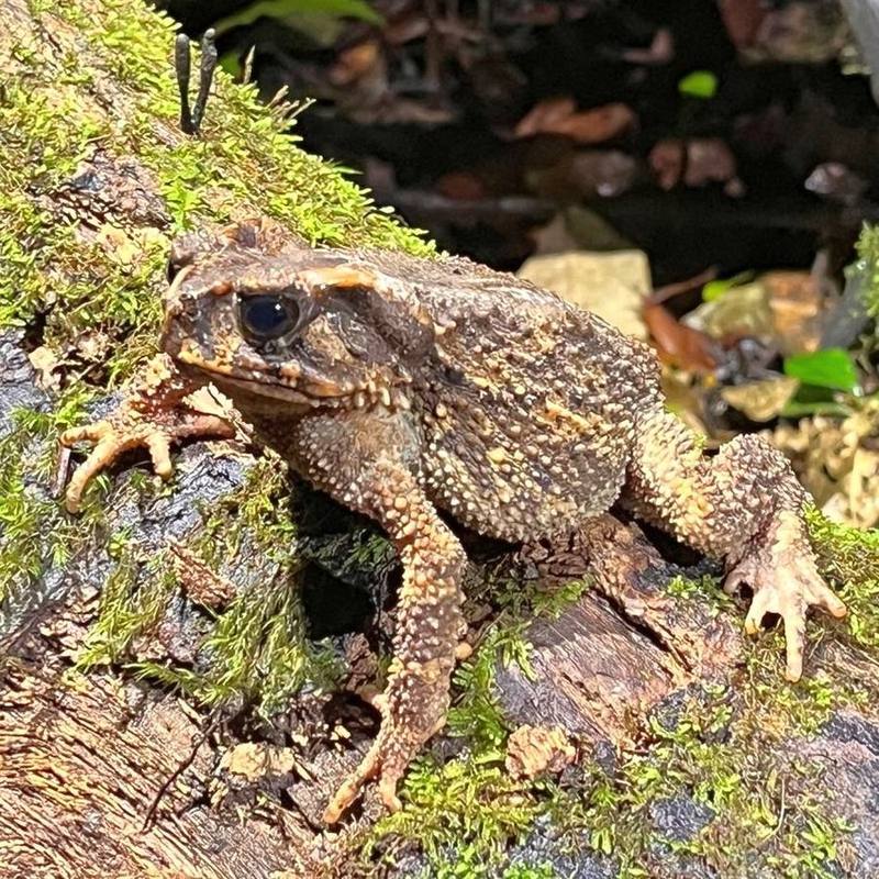 Bony-headed Toad