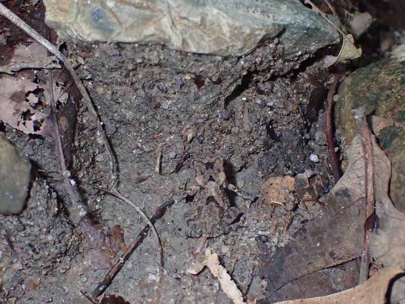 Ingerophrynus macrotis