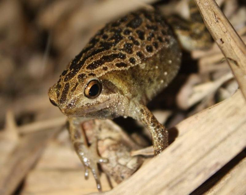 Spotted Narrow-mouthed Frog