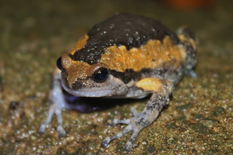 Painted Narrow-mouthed Frog
