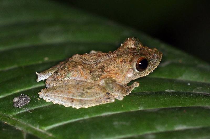Appendaged Tree Frog