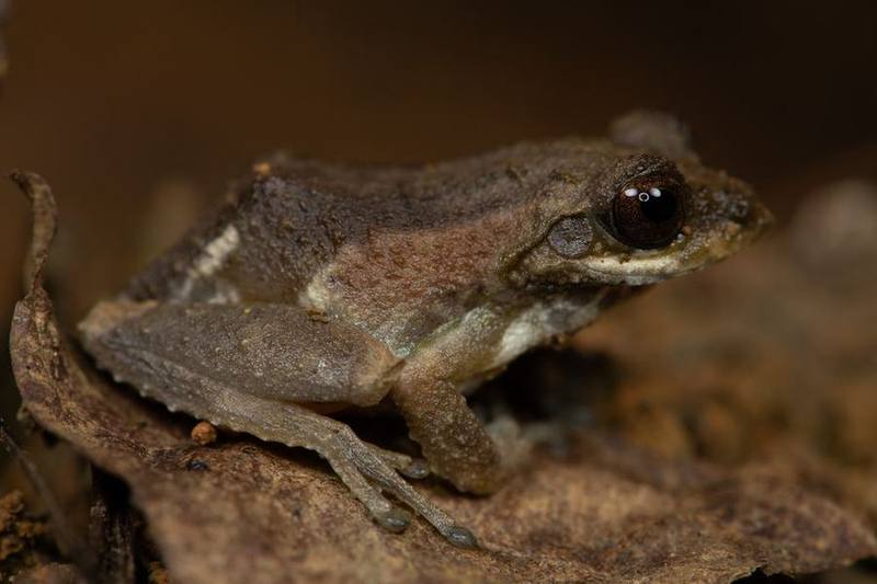 Belly-spotted Frog