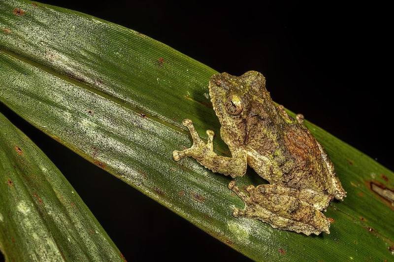 Kurixalus banaensis