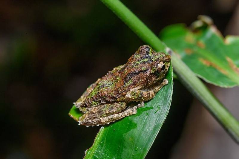 Kurixalus bisacculus