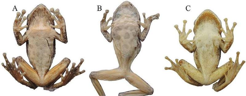 Kurixalus odontotarsus
