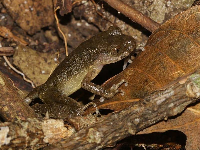 Rosy Litter Frog