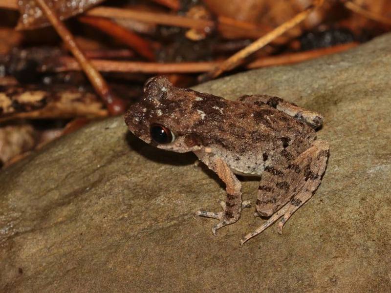 Leptobrachella minima