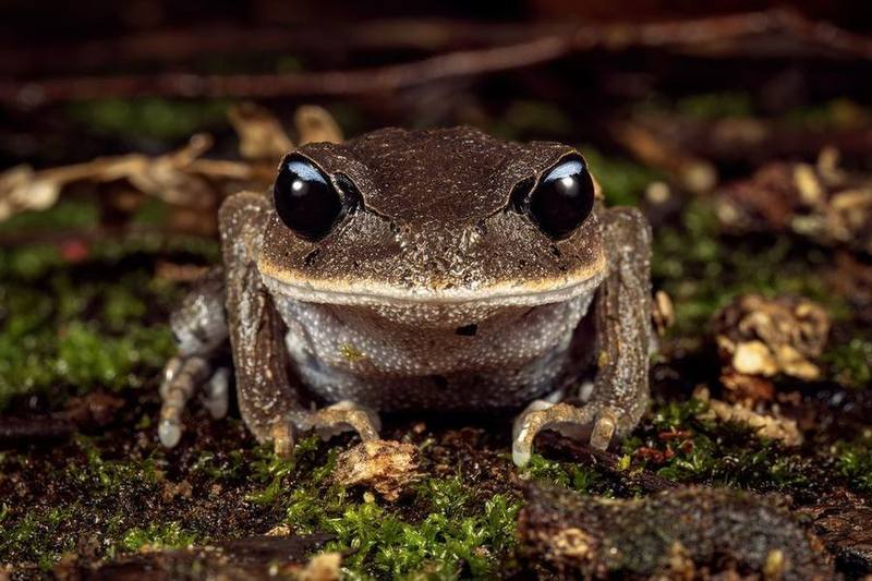 Leptobrachium banae