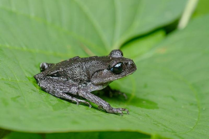 Leptobrachium chapaense