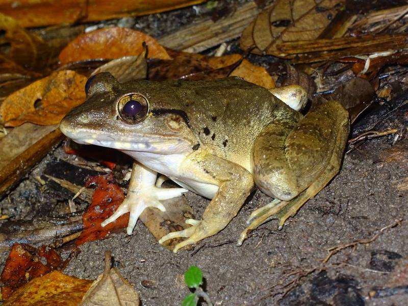Malayan Giant Frog
