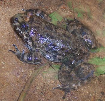 Kuhl's Creek Frog