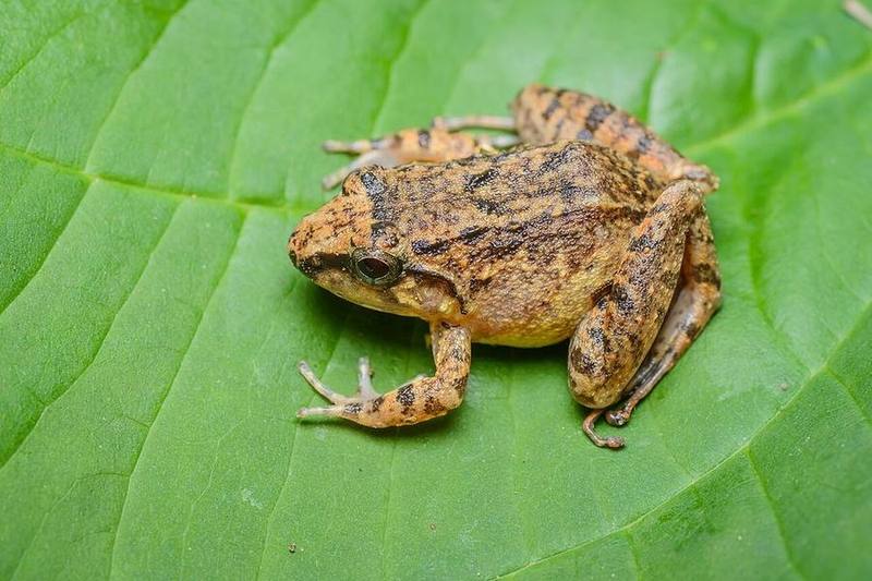 Limnonectes limborgi