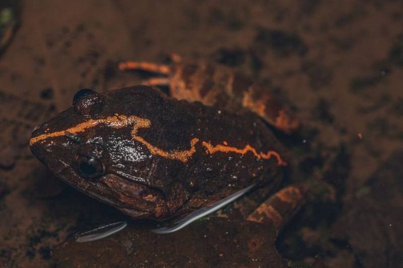 Limnonectes poilani
