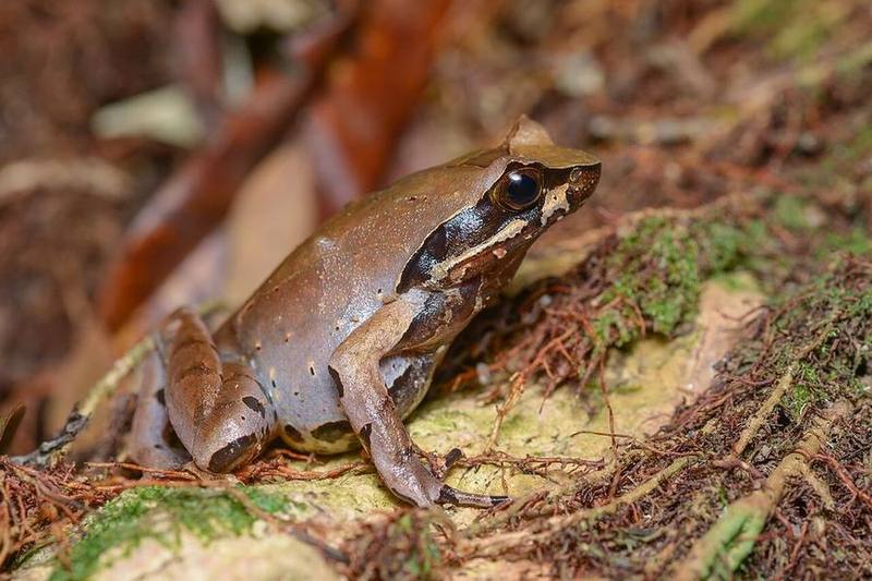 Megophrys major
