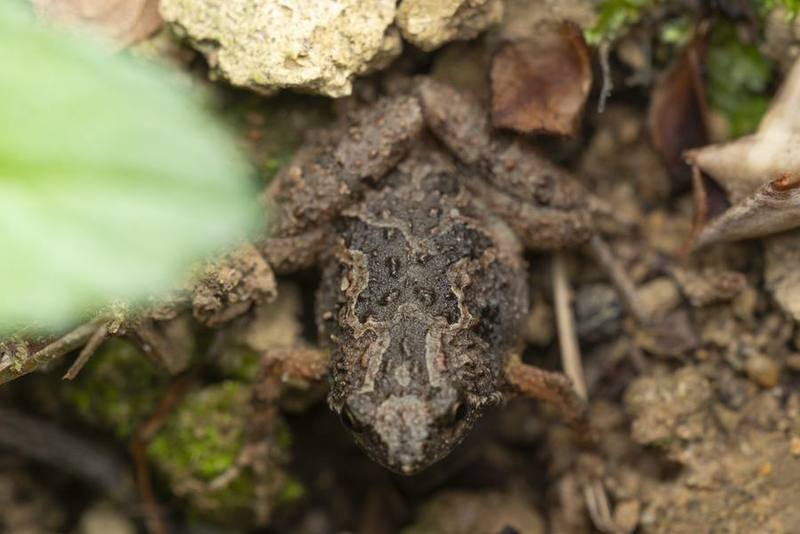Painted Chorus Frog