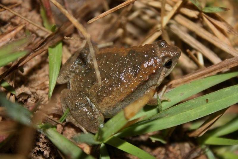 Ornate Chorus Frog