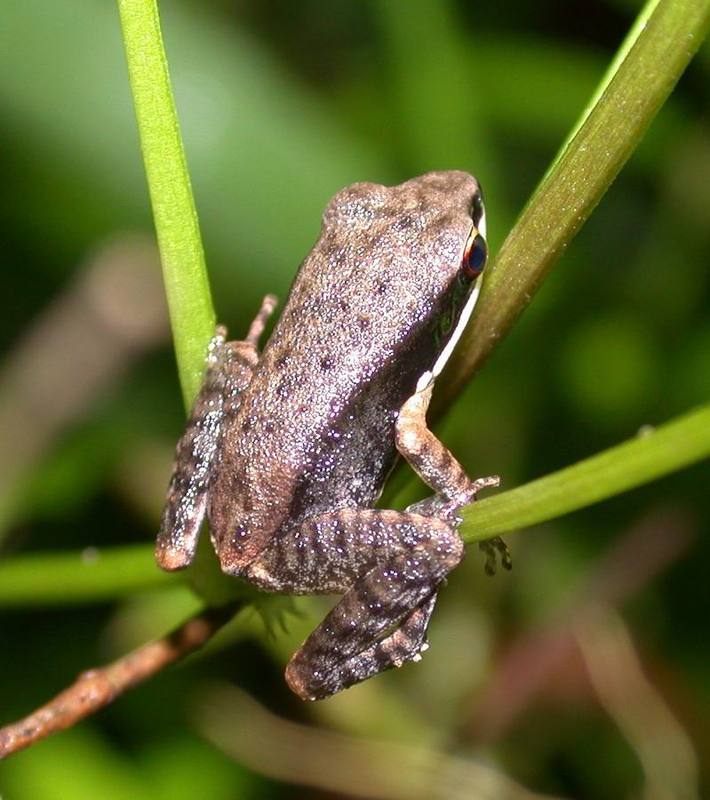 Heymons's Narrow-mouthed Frog