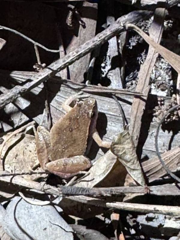 Microhyla ninhthuanensis