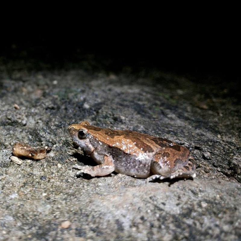 Ornate Narrow-mouthed Toad