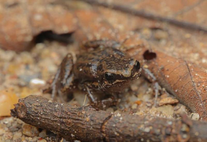 Mada Paddy Frog