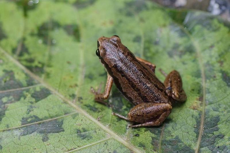 Plain Rice Frog