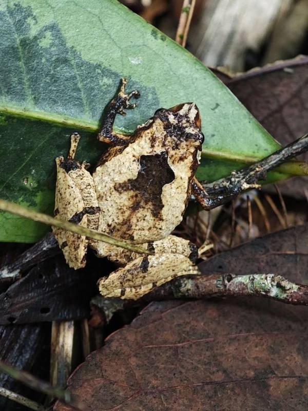 Nanohyla marmorata
