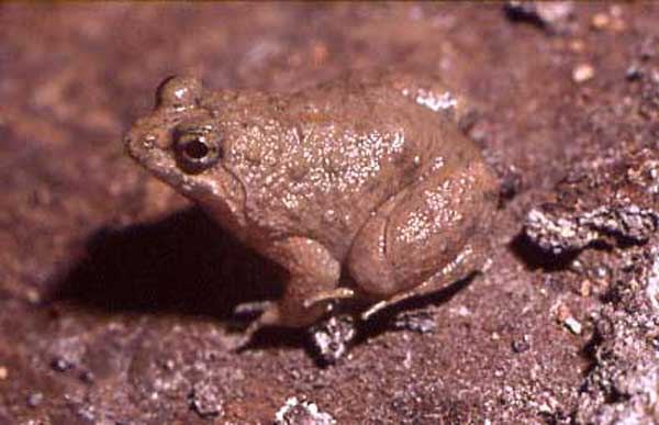 Round-tongued Floating Frog