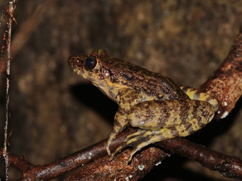 Odorrana andersonii