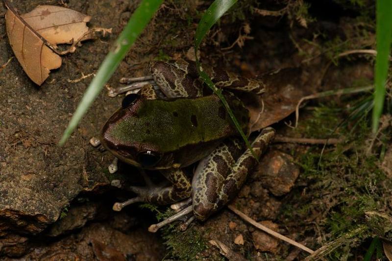 Odorrana banaorum