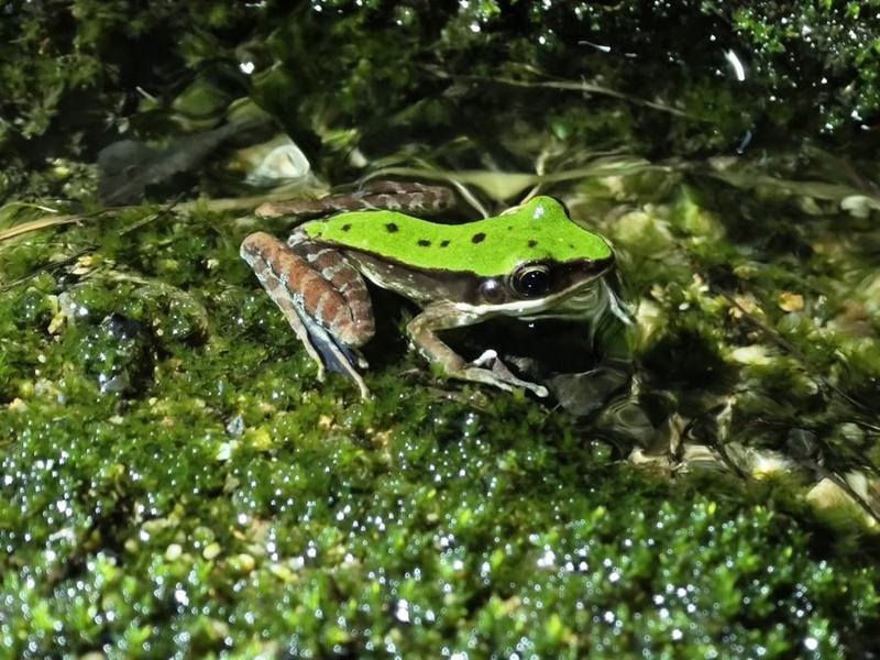 Chloronate Huia Frog