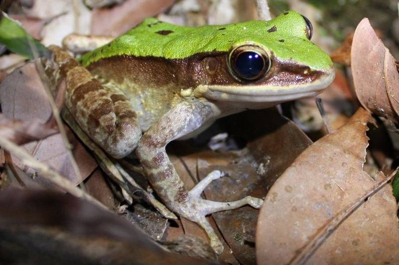 Odorrana graminea