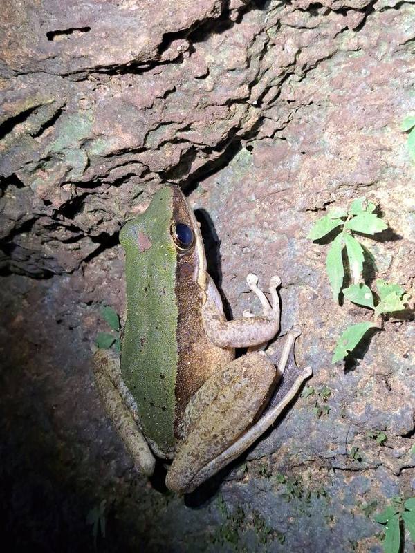 Green Mountain Frog