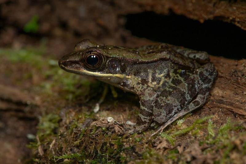 Odorrana morafkai