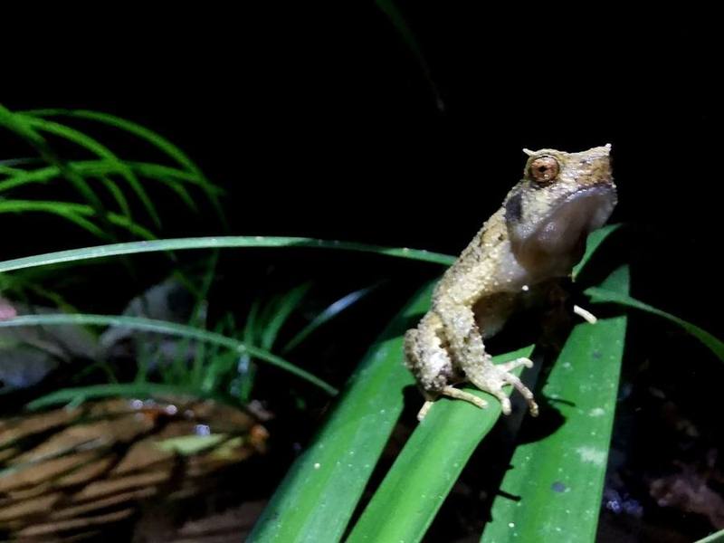 Ophryophryne synoria