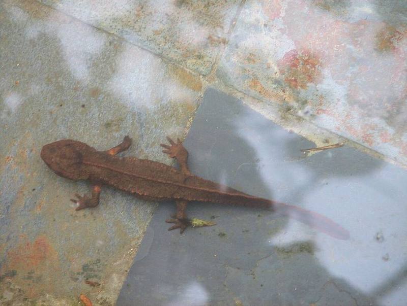 Tam Dao Salamander