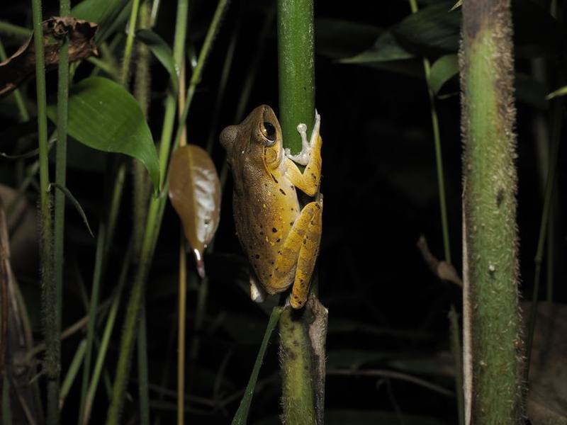 Common Southeast Asian Tree Frog