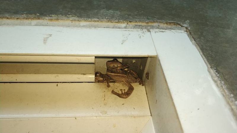 Polypedates megacephalus