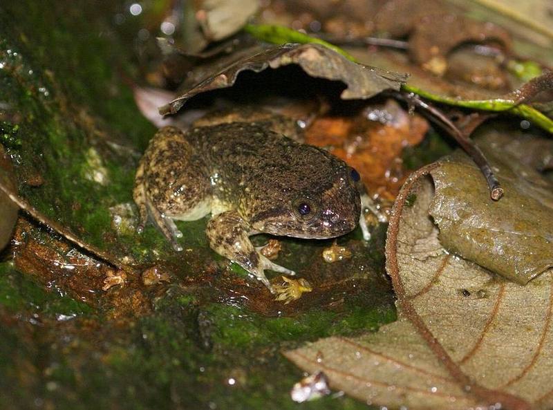Quasipaa verrucospinosa