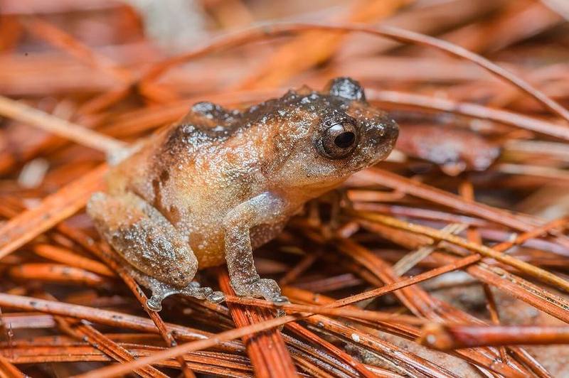 Raorchestes parvulus