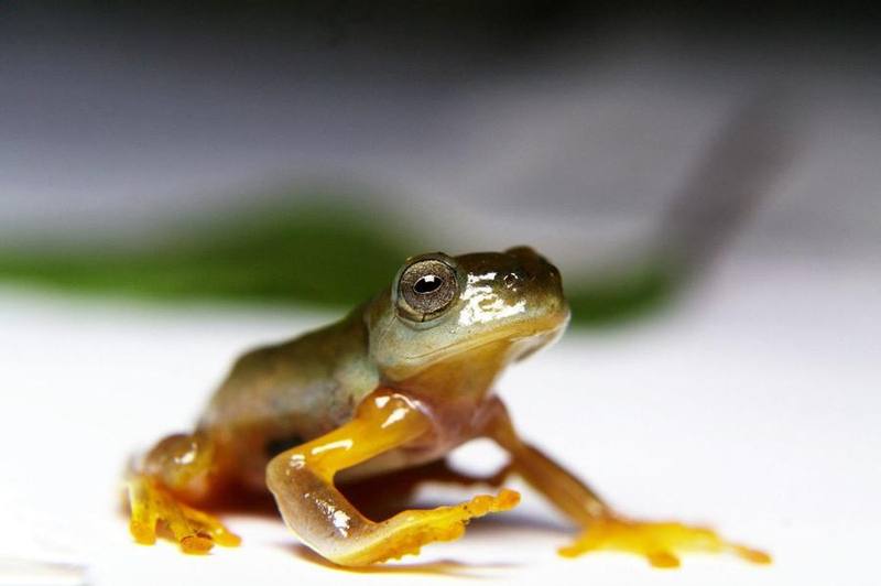 Rhacophorus bipunctatus